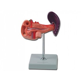 Modelul pancreasului - 1x