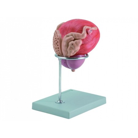 Model de vezică urinară + prostată - 2 părți - 3x
