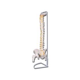 Model al coloanei vertebrale cu femur, linia „valoare”