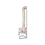 Model al coloanei vertebrale cu femur, linia „valoare”