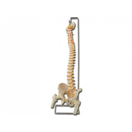 Model al coloanei vertebrale cu femur