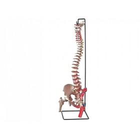 Coloană vertebrală modificată cu femur + musculatură