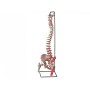 Coloană vertebrală modificată cu femur + musculatură