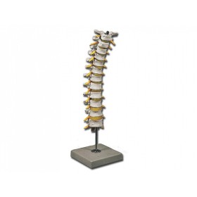 Modelul coloanei vertebrale toracice