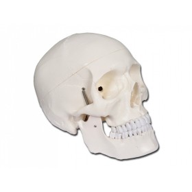 Model de craniu Value Line - 1x