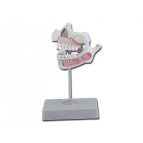 Dentiție tânără