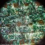 Microscop Levenhuk Rainbow 50L PLUS