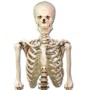 Human skeleton model