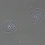 Dispositivo a contrasto di fase MAGUS PH2